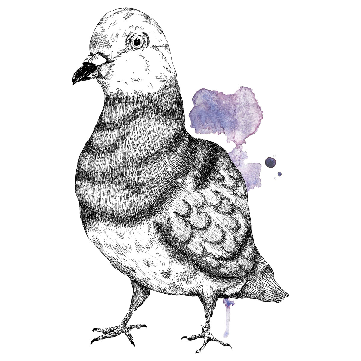 Brieftaube Illustration
