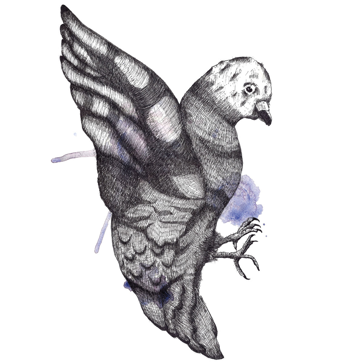 Briftaube im Flug Illustration